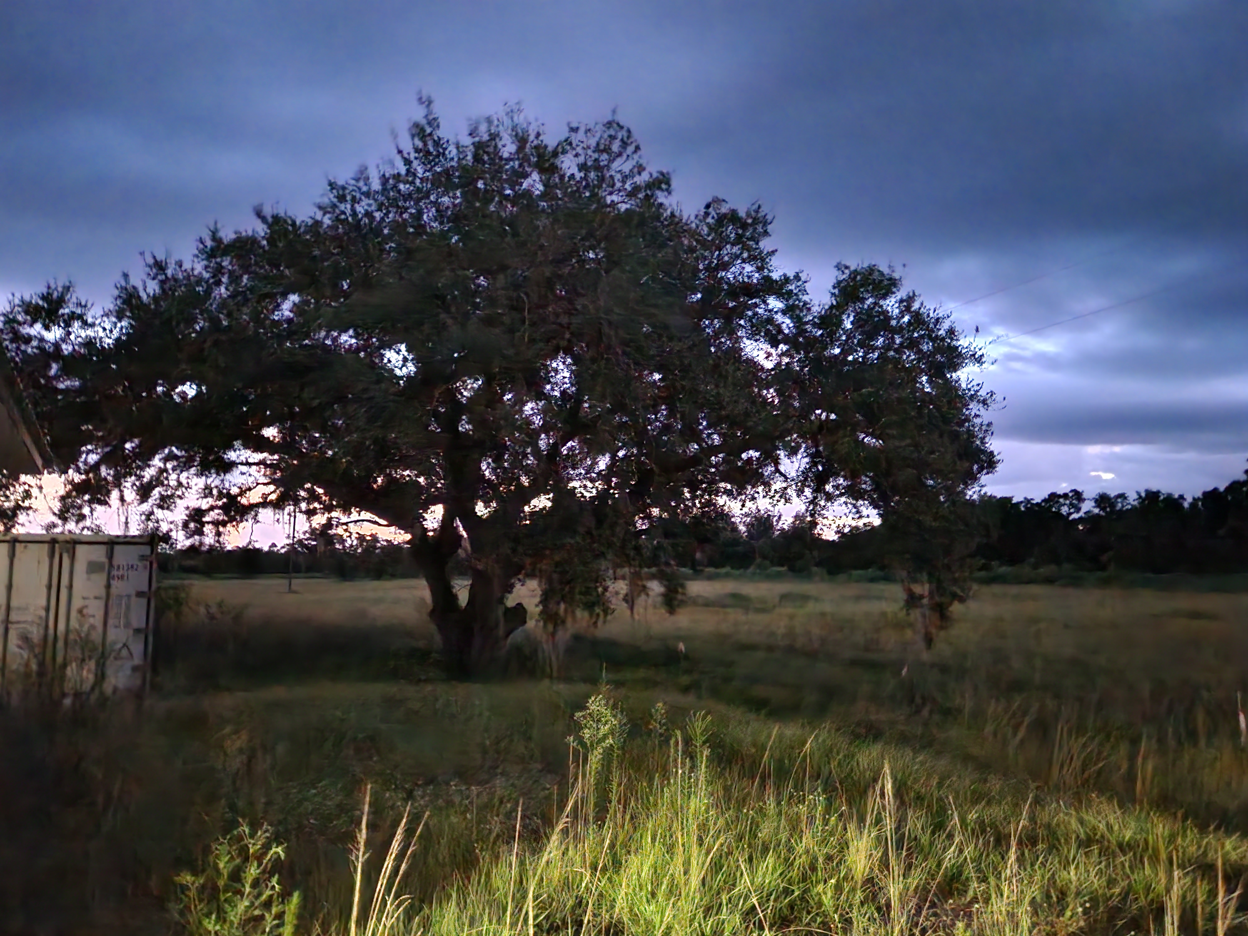 Tree at Family Orchards in the evening